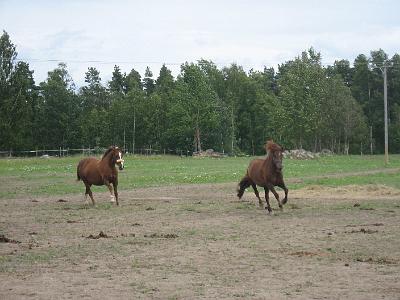 AIKUISLEIRI 1,08 007.jpg - Laitumella hein�kuussa 2008: Geena ja Vihurika